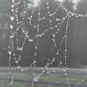 Drops from a spiders web - may 15 2015 - morguefile